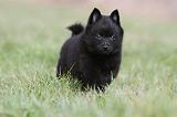 SCHIPPERKE 413